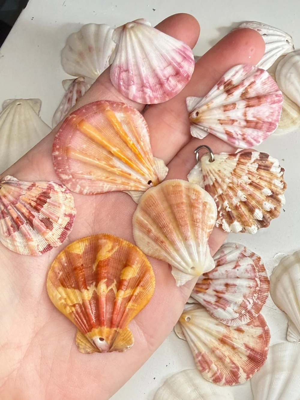 New! Natural Folded Scallops Pre Drilled Holes DIY Jewelry Making Crafting Lot